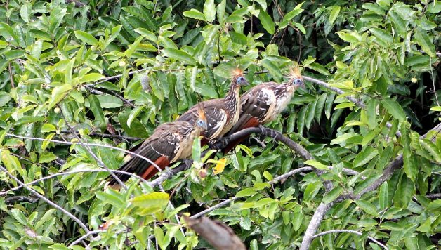 L'Ara Militaire, un des oiseaux phare du Pérou