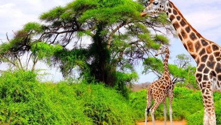 Les plaines d'Afrique du Sud et ses animaux