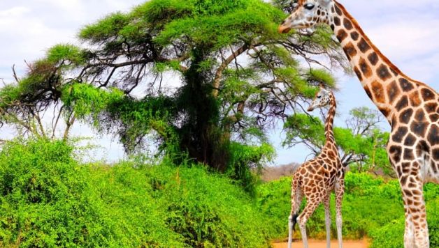 Les plaines d'Afrique du Sud et ses animaux