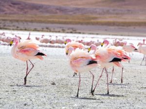 La faune péruvienne