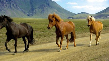 Des chevaux en Islande