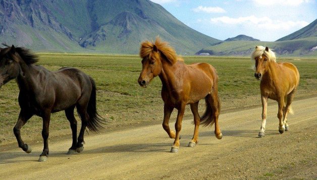 Des chevaux en Islande